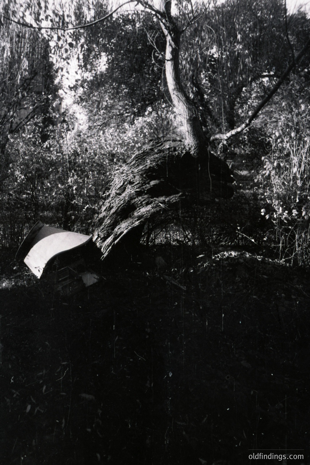 A mature tree, partly submerged, rises from dark, still water within a densely wooded area. The gnarled trunk shows extensive root structure. The composition emphasizes texture & tonal contrast. Likely a landscape study from the mid-20th century. Suitable for botanical illustration or design references.