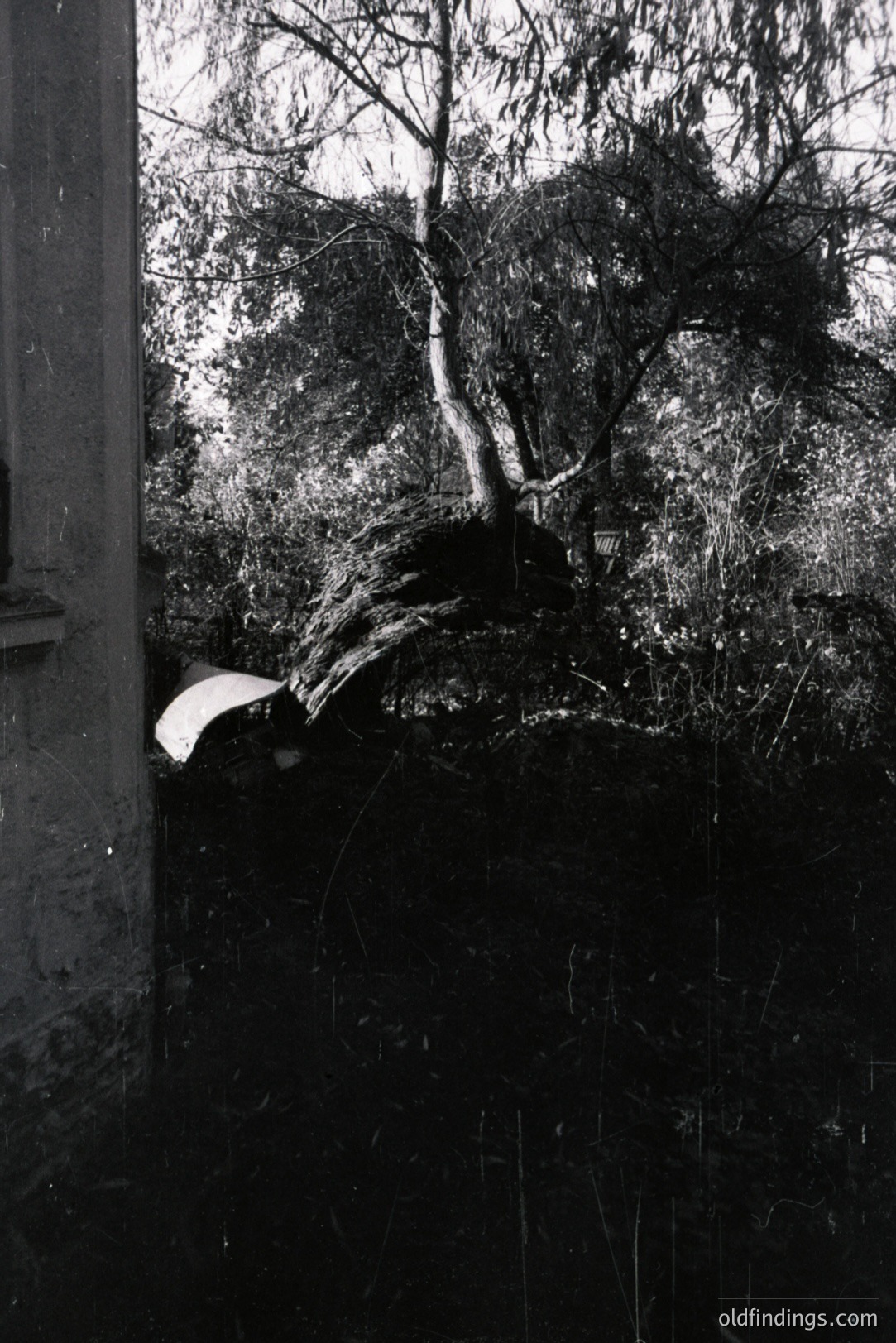 A gnarled tree with dense foliage dominates this black and white photograph. The tree grows close to a weathered concrete wall, forming a natural archway. A glimpse of a structure is visible through the branches. Likely a garden or courtyard scene. Undated, possibly mid-20th century. Could be valuable for design or textural reference.