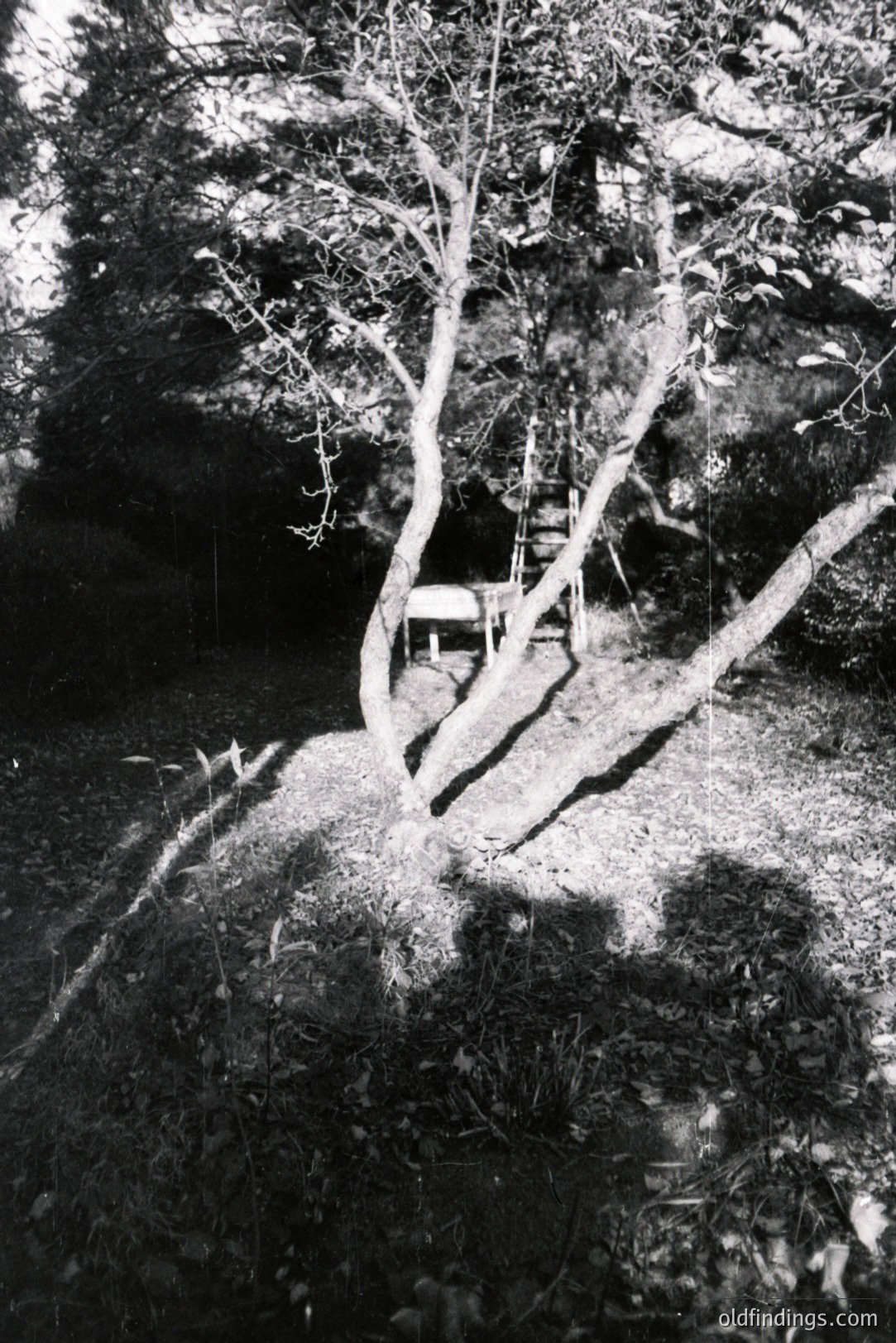 A weathered wooden chair rests beneath a gnarled tree on a grassy slope. Dense foliage forms a dark backdrop. The image showcases stark contrasts between light and shadow, indicative of a high-contrast photographic style. Likely mid-20th century, possibly a garden scene. Potential for stock use: design, vintage aesthetics.