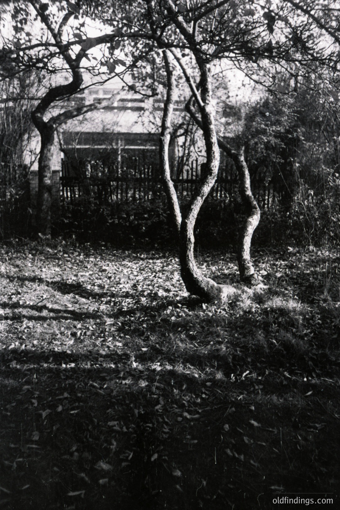 Dramatic, twisted tree forms dominate this evocative black and white landscape. A weathered wooden fence and building are visible in the background. The scene suggests a rural, possibly overgrown garden setting. Likely mid-20th century, potentially 1950s or 60s. Suitable for design or historical context.