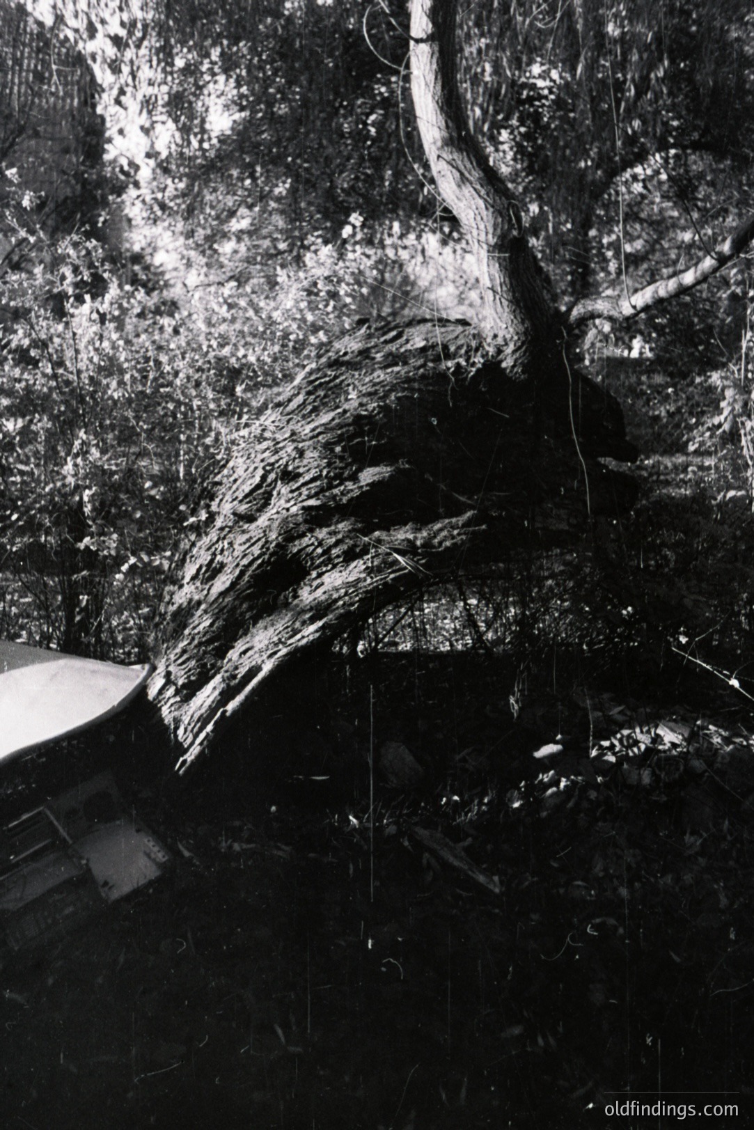 Dramatic black and white photograph of a gnarled tree root system exposed by erosion. Fine details in bark texture are evident. A glimpse of architecture is visible in the lower left corner. Likely 1970s or 80s, demonstrating environmental impact.