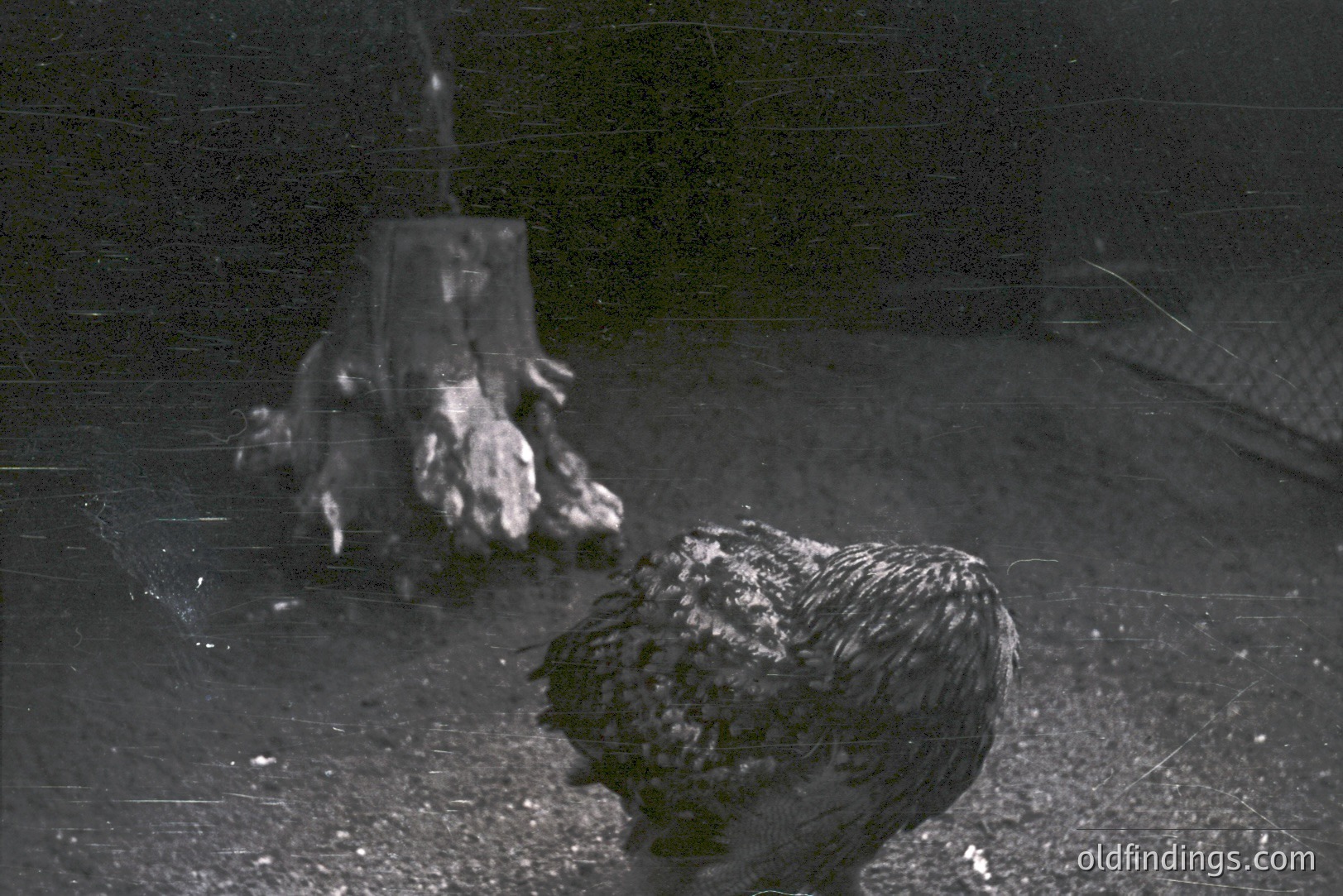 Vintage photograph