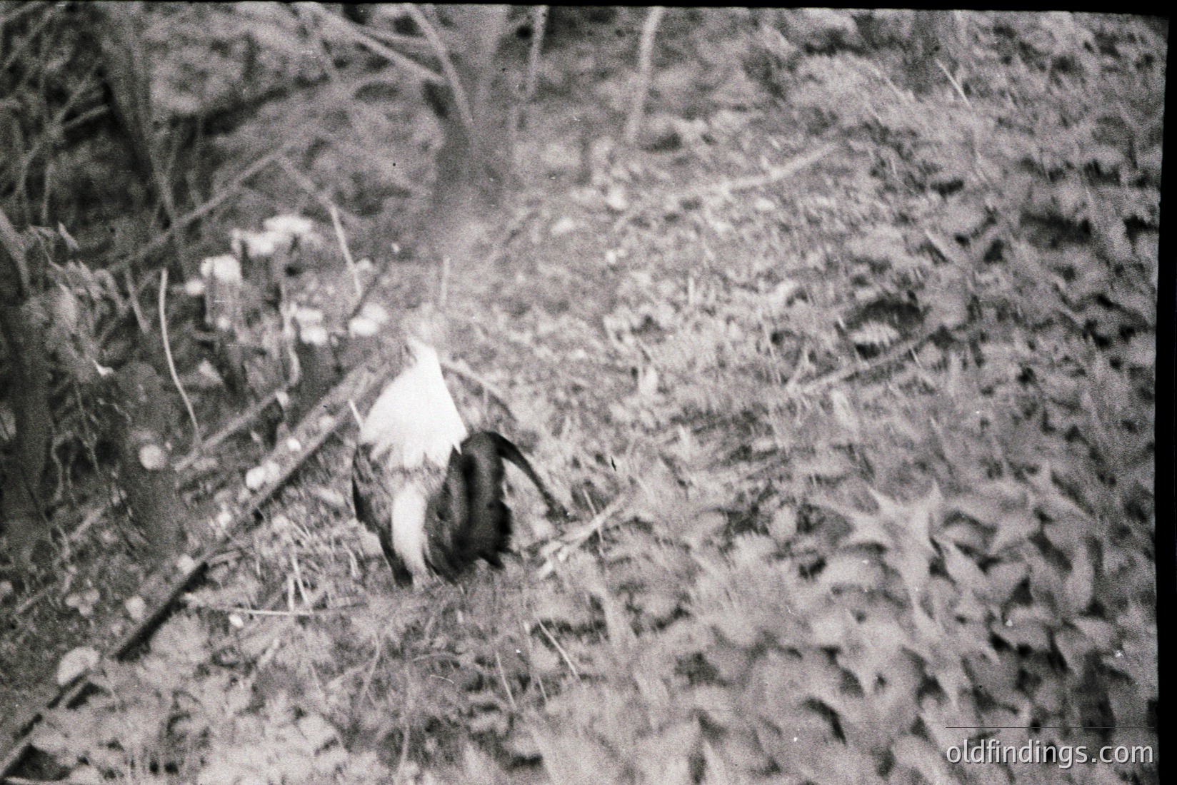 Vintage photograph