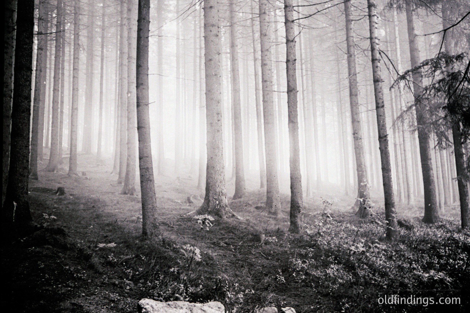 Vintage photograph