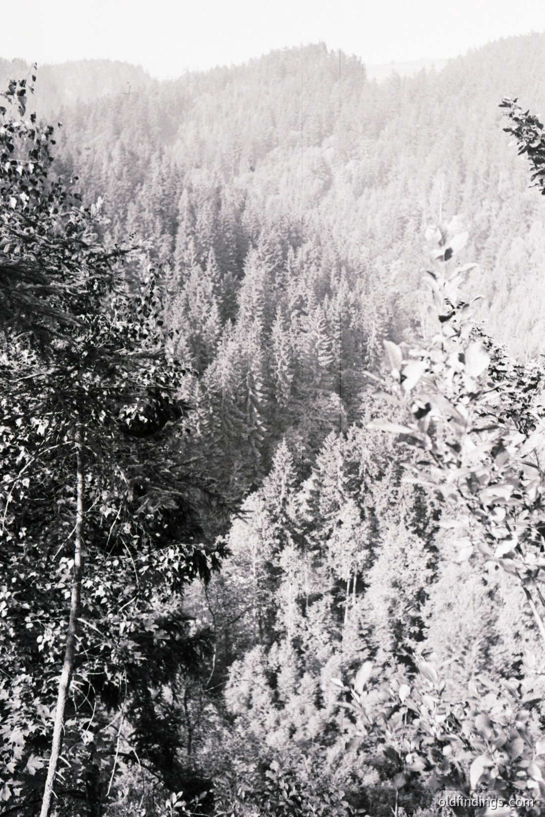Vintage photograph