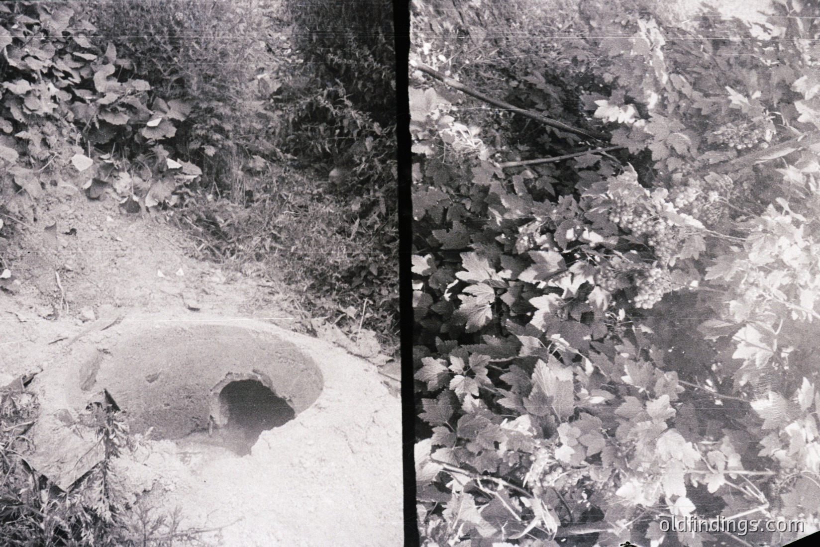 Vintage photograph