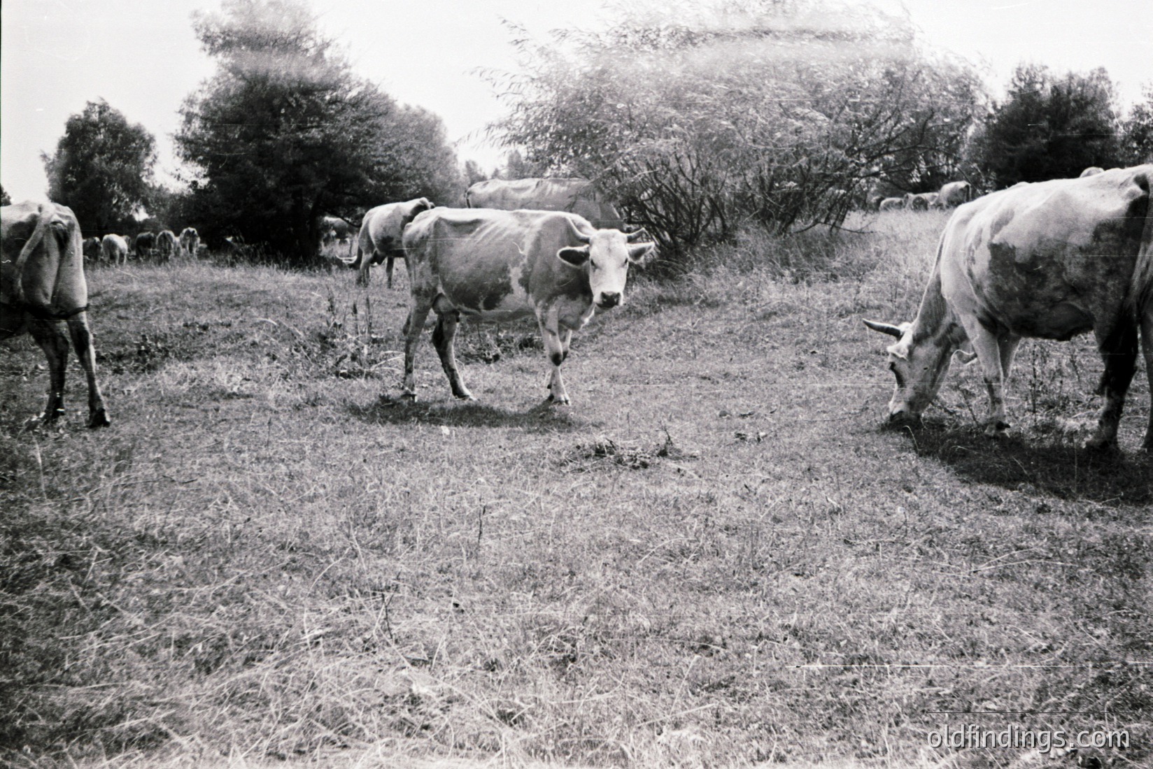 Vintage photograph