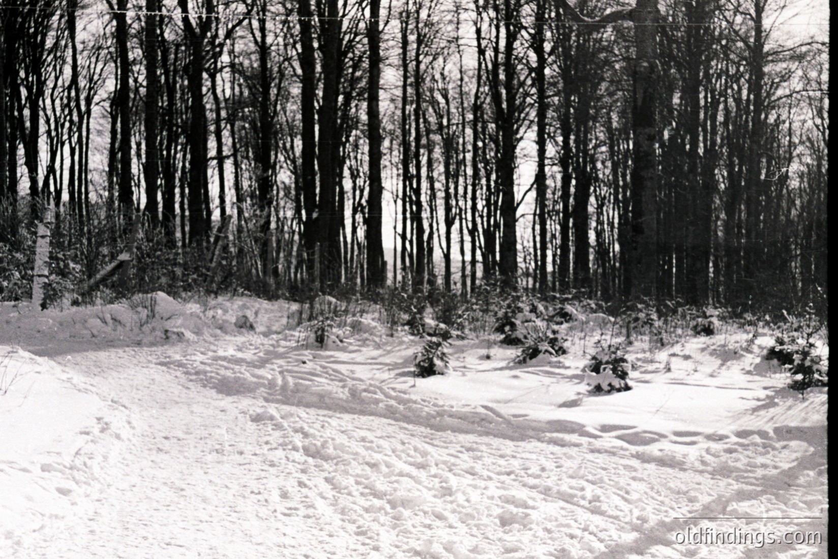 Vintage photograph