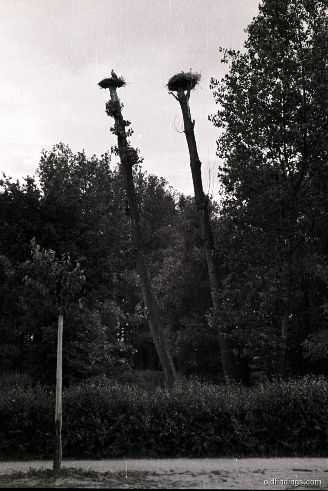 Vintage photograph