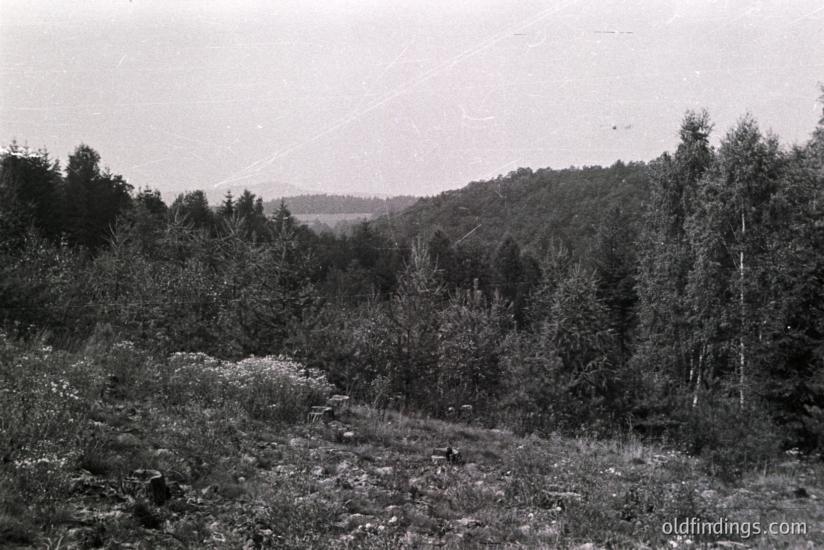 Vintage photograph