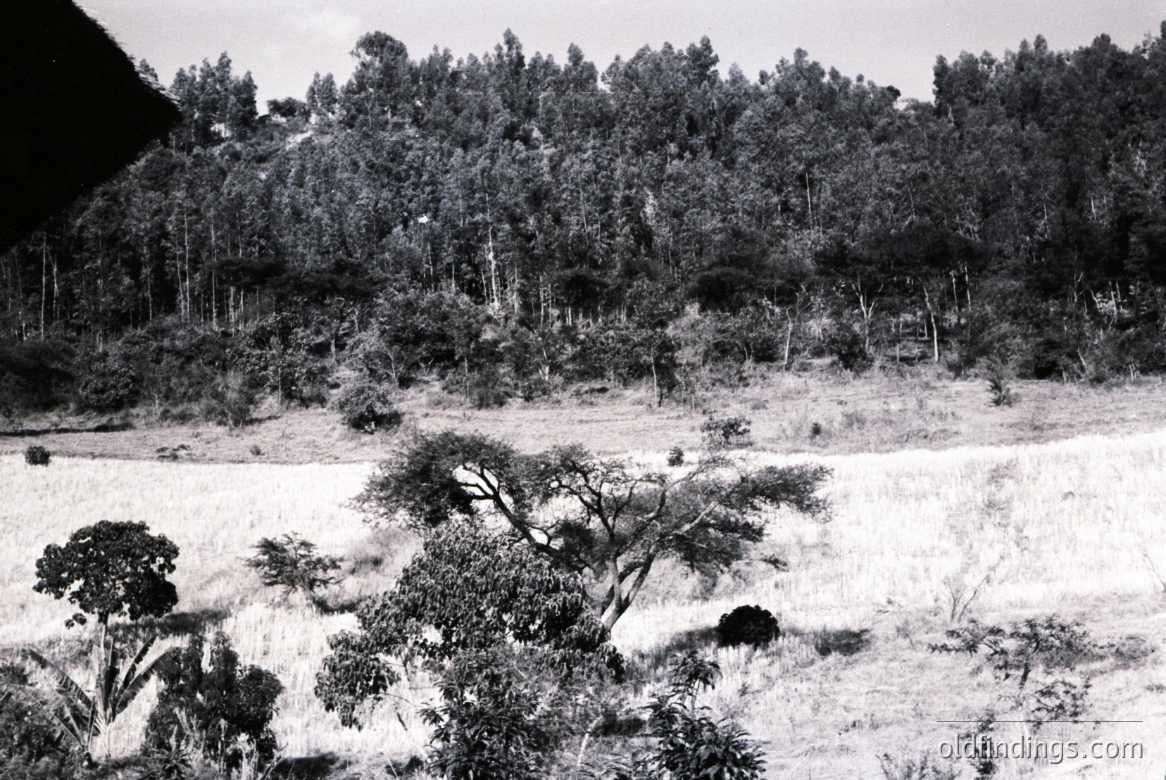 Vintage photograph