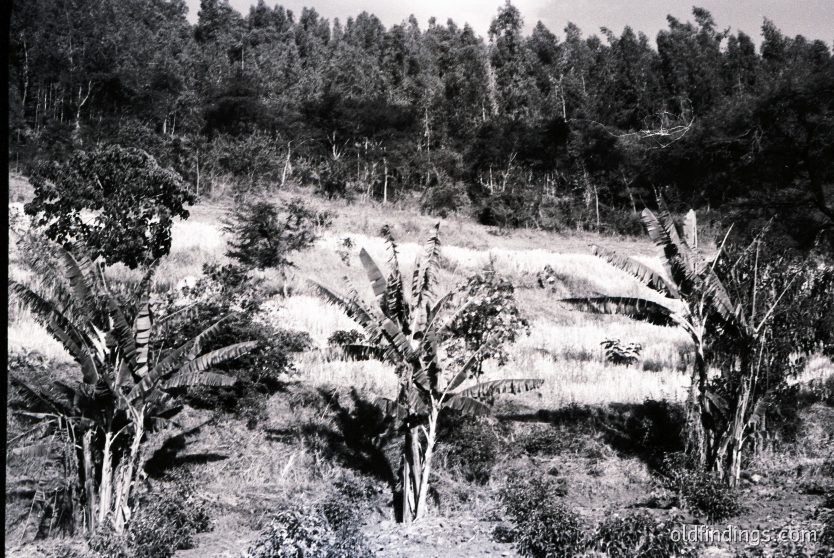 Vintage photograph