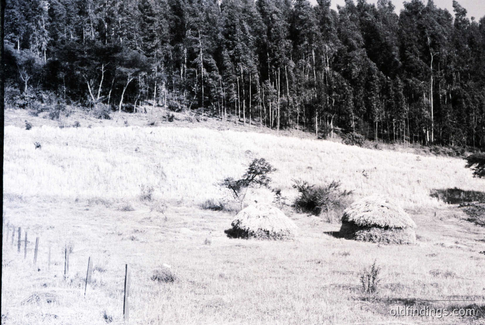 Vintage photograph