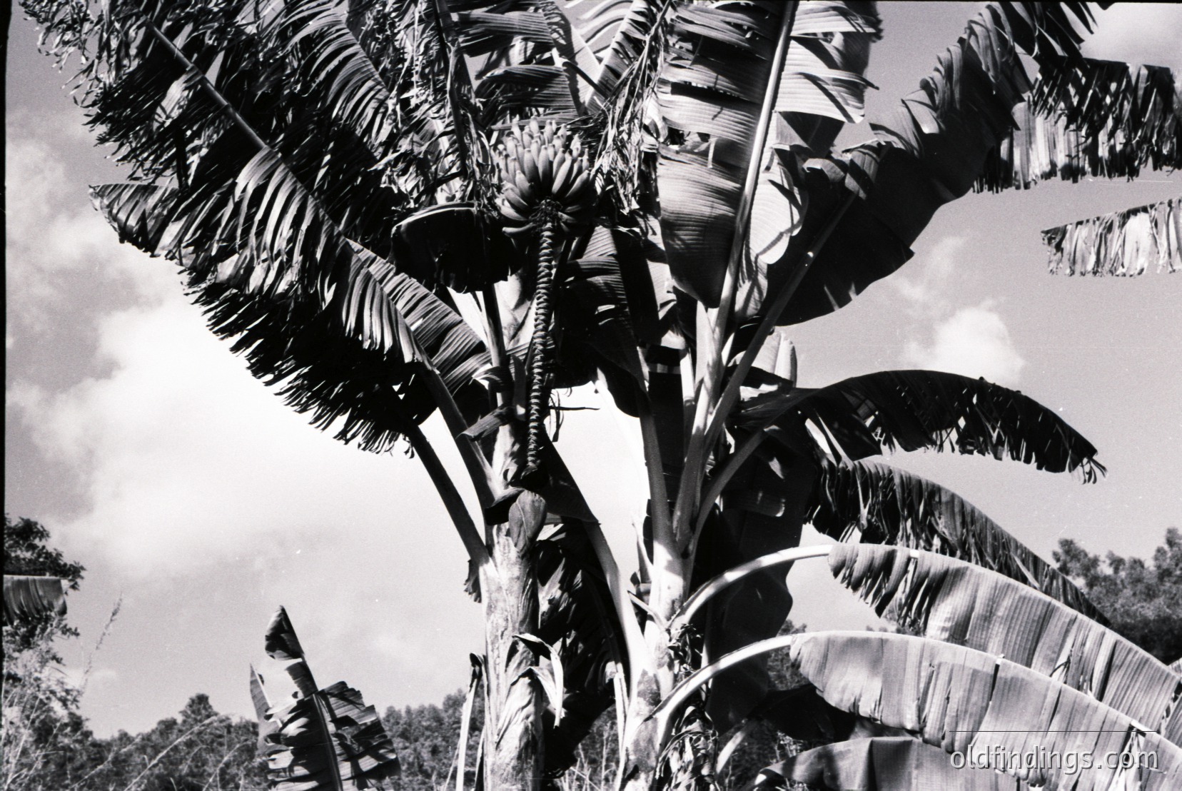 Vintage photograph