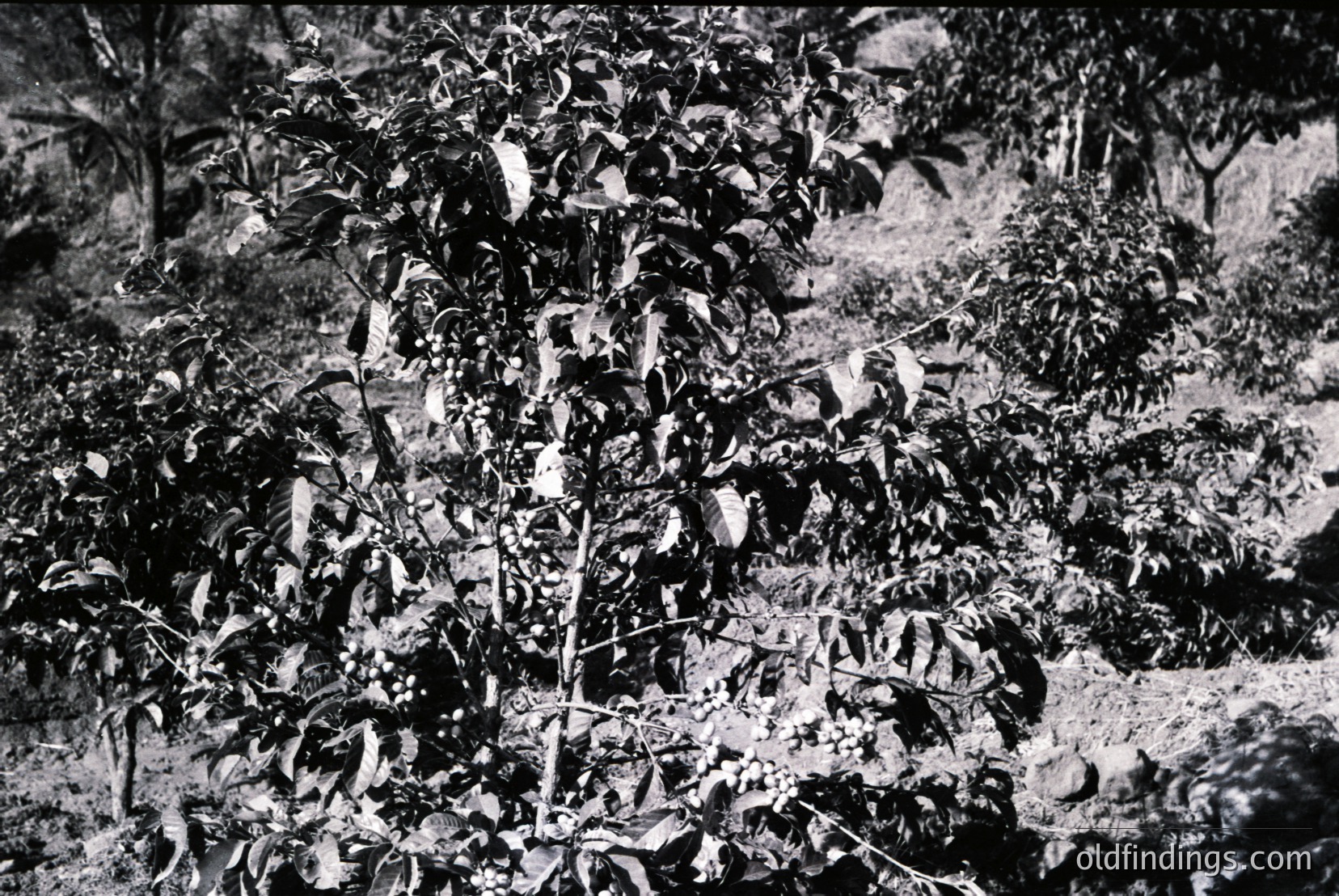 Vintage photograph
