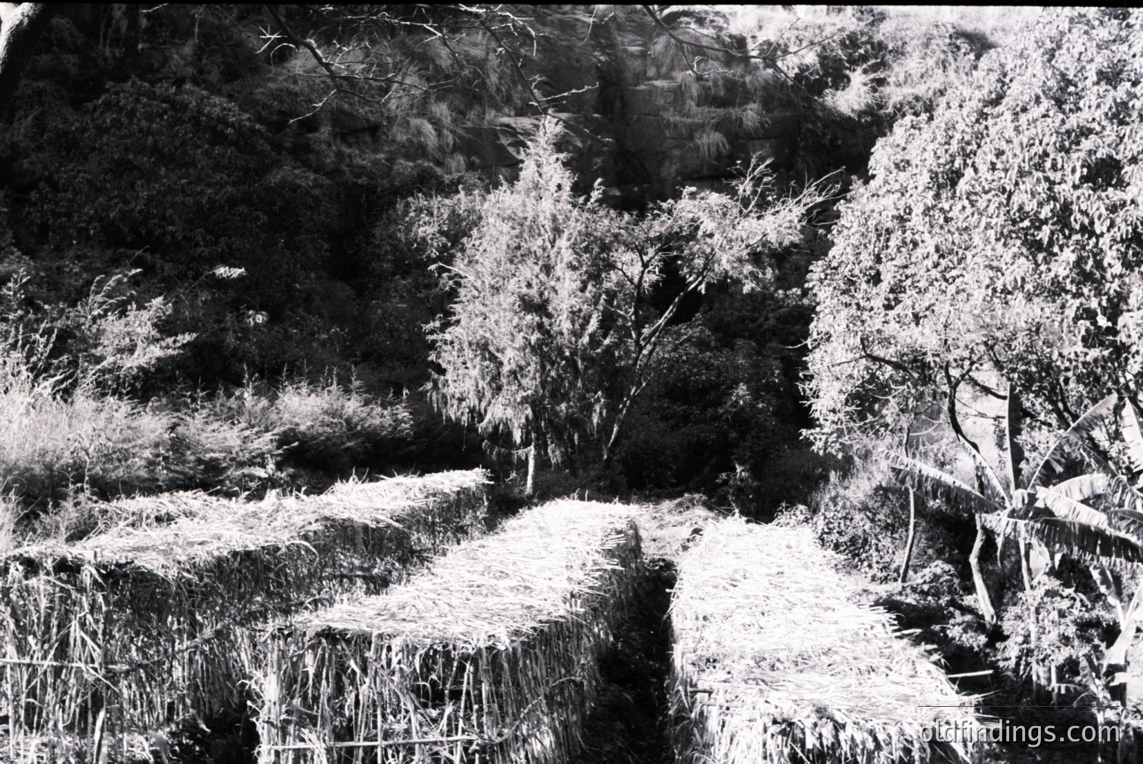 Vintage photograph