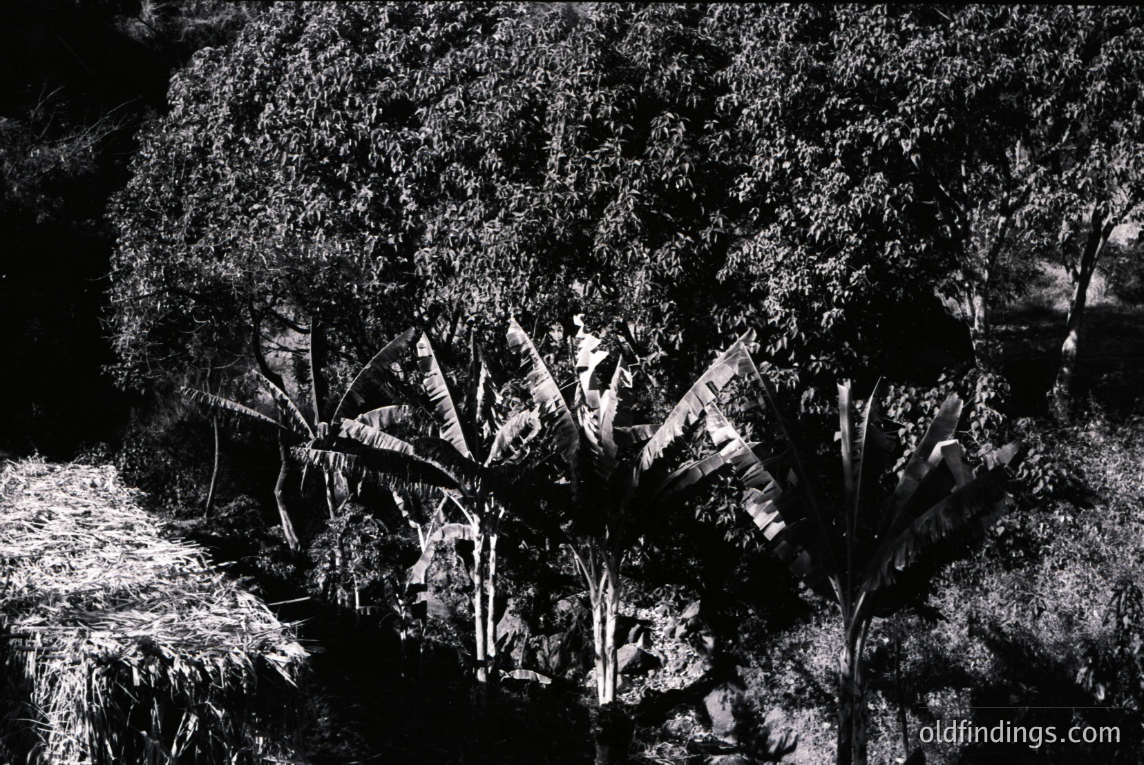 Vintage photograph