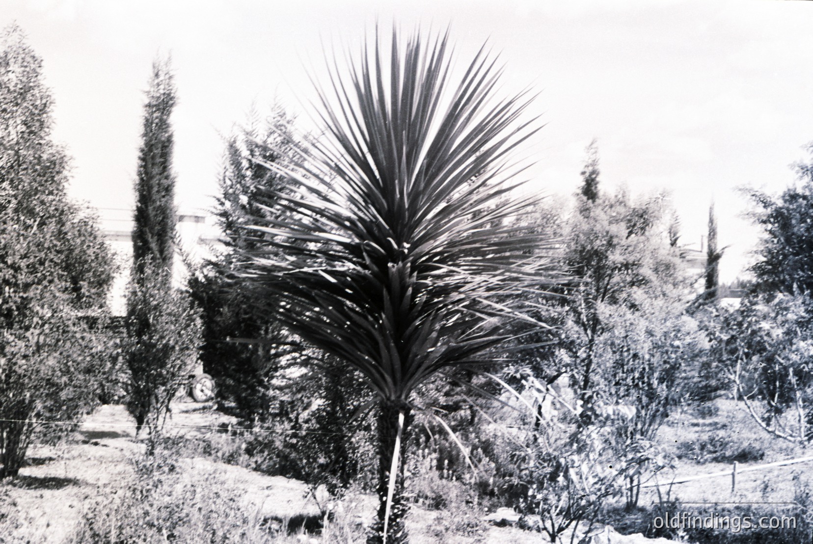Vintage photograph