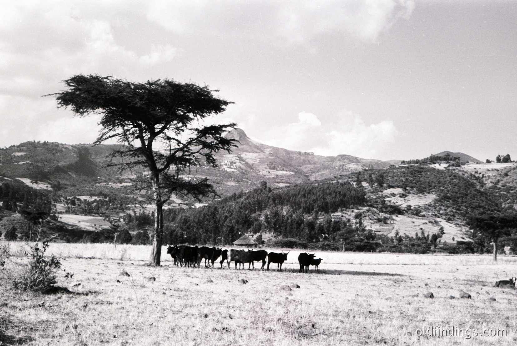 Vintage photograph