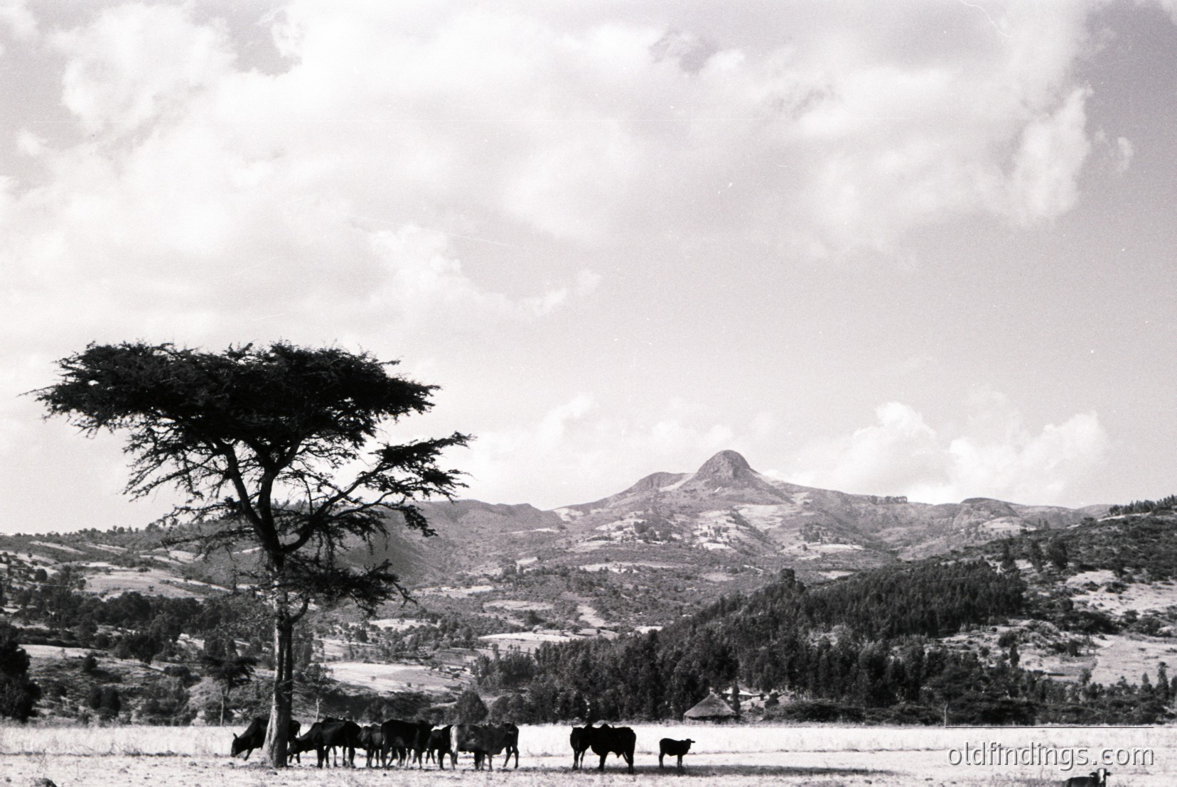 Vintage photograph