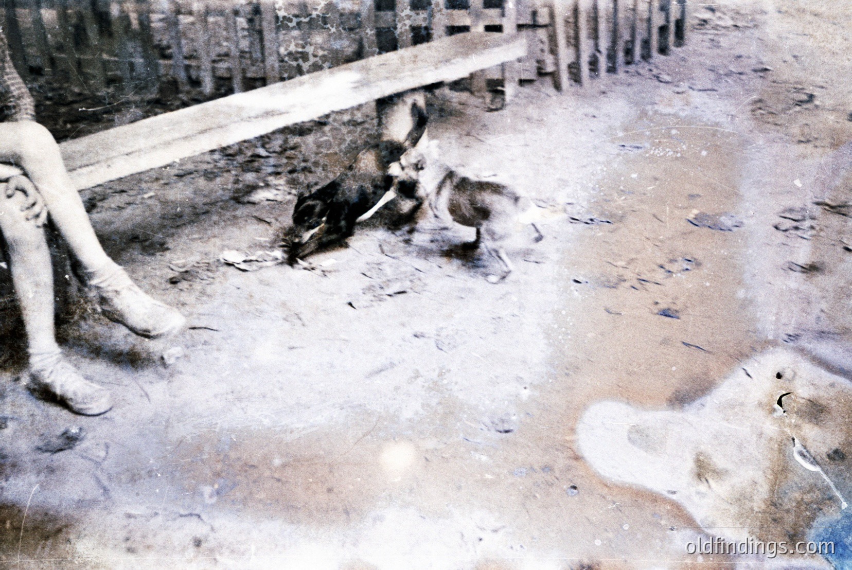 Vintage photograph