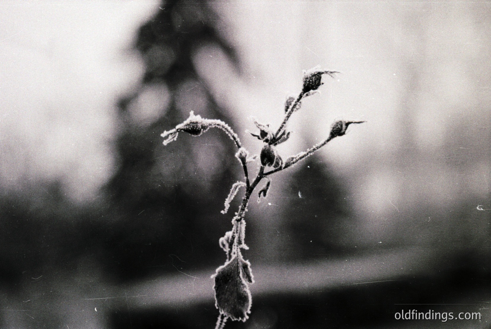 Vintage photograph