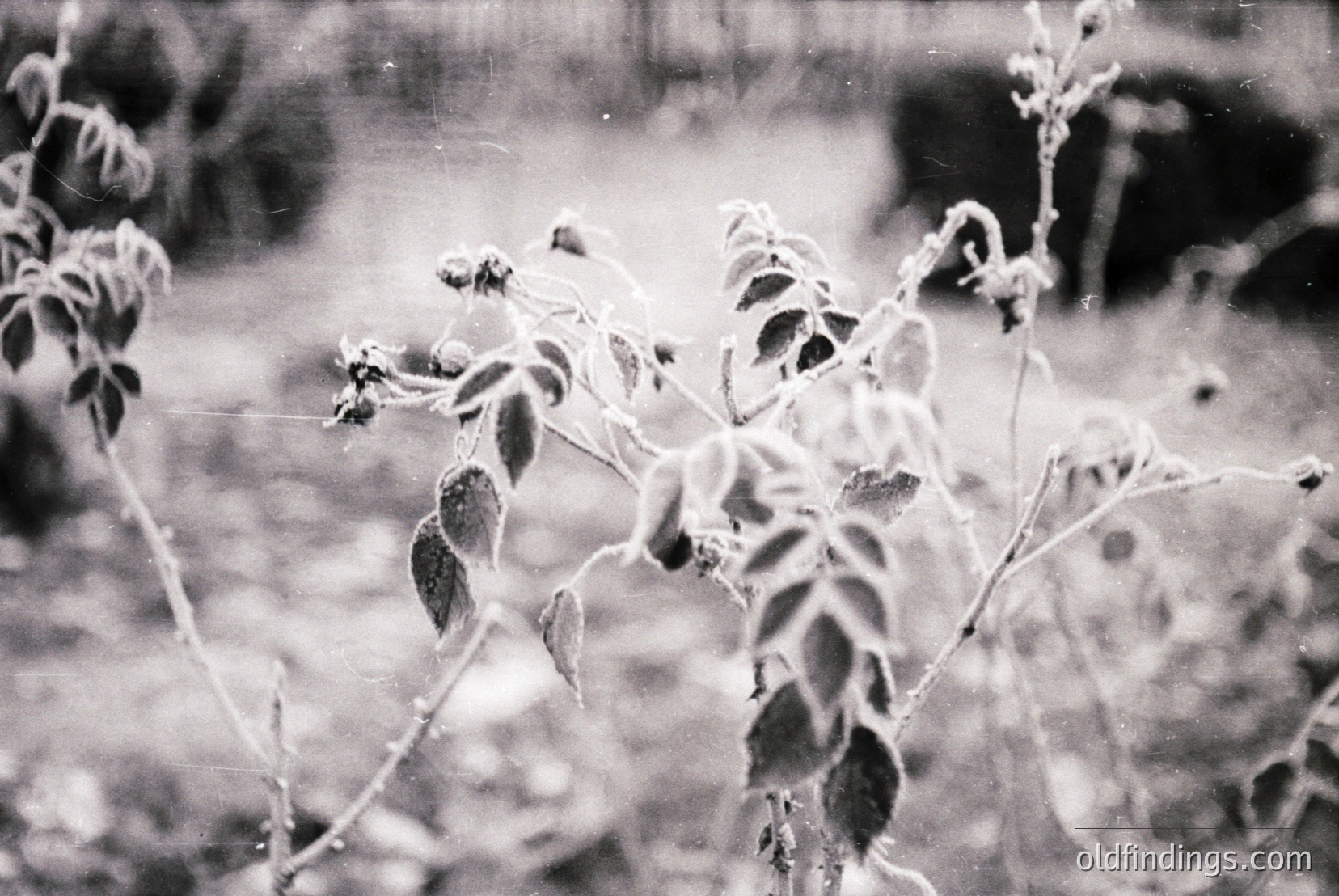 Vintage photograph