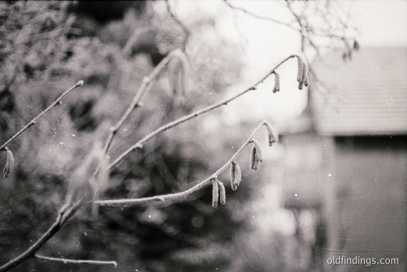 Vintage photograph