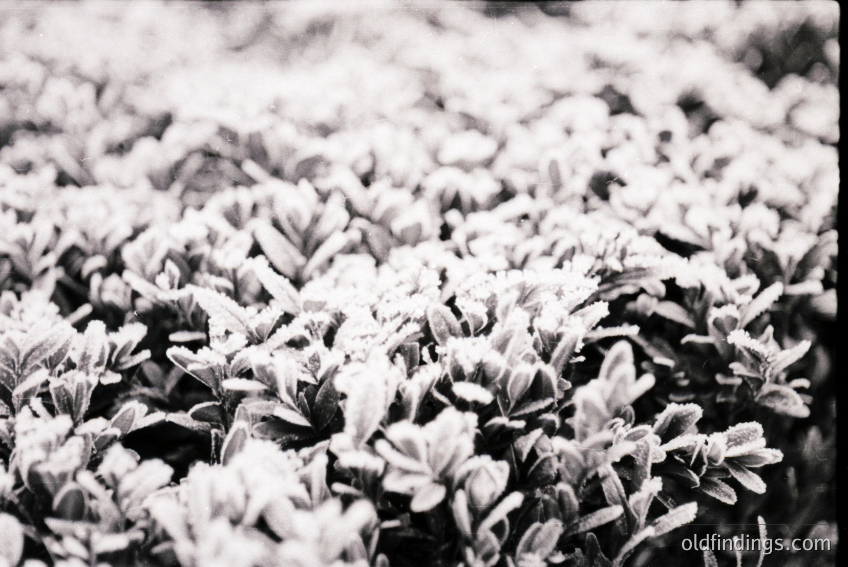 Vintage photograph