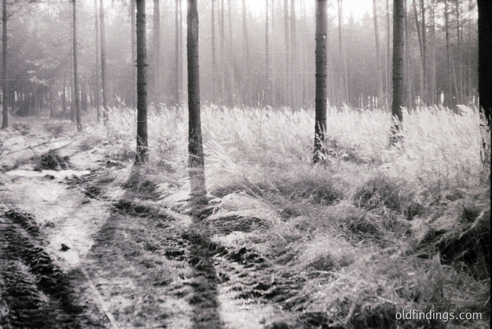 Vintage photograph