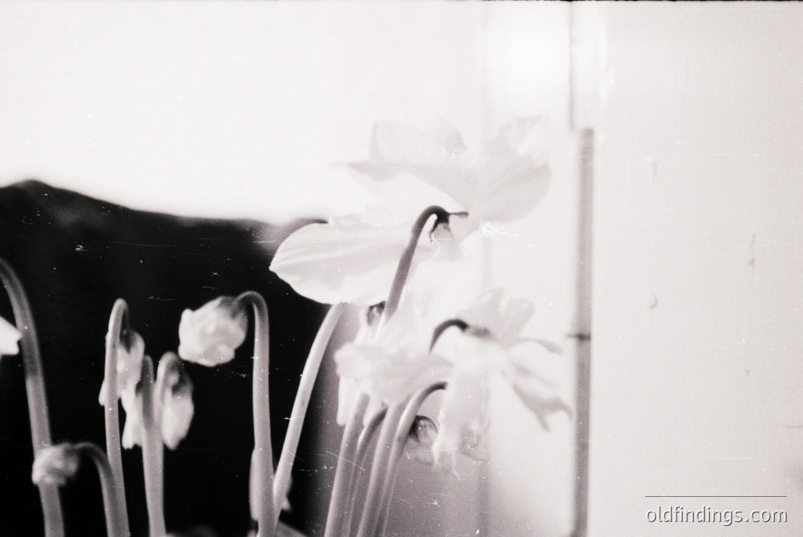 Vintage photograph