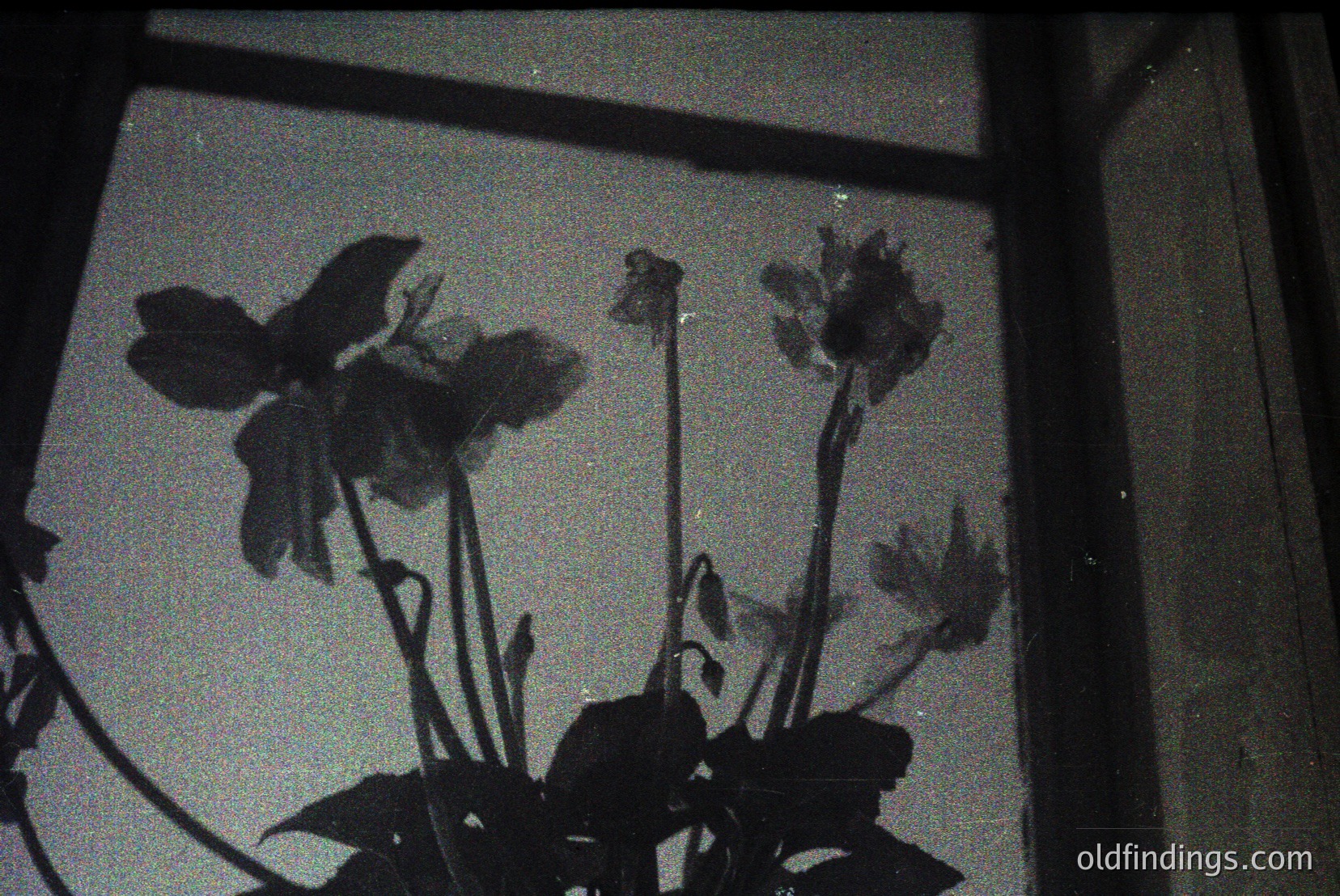 Vintage photograph