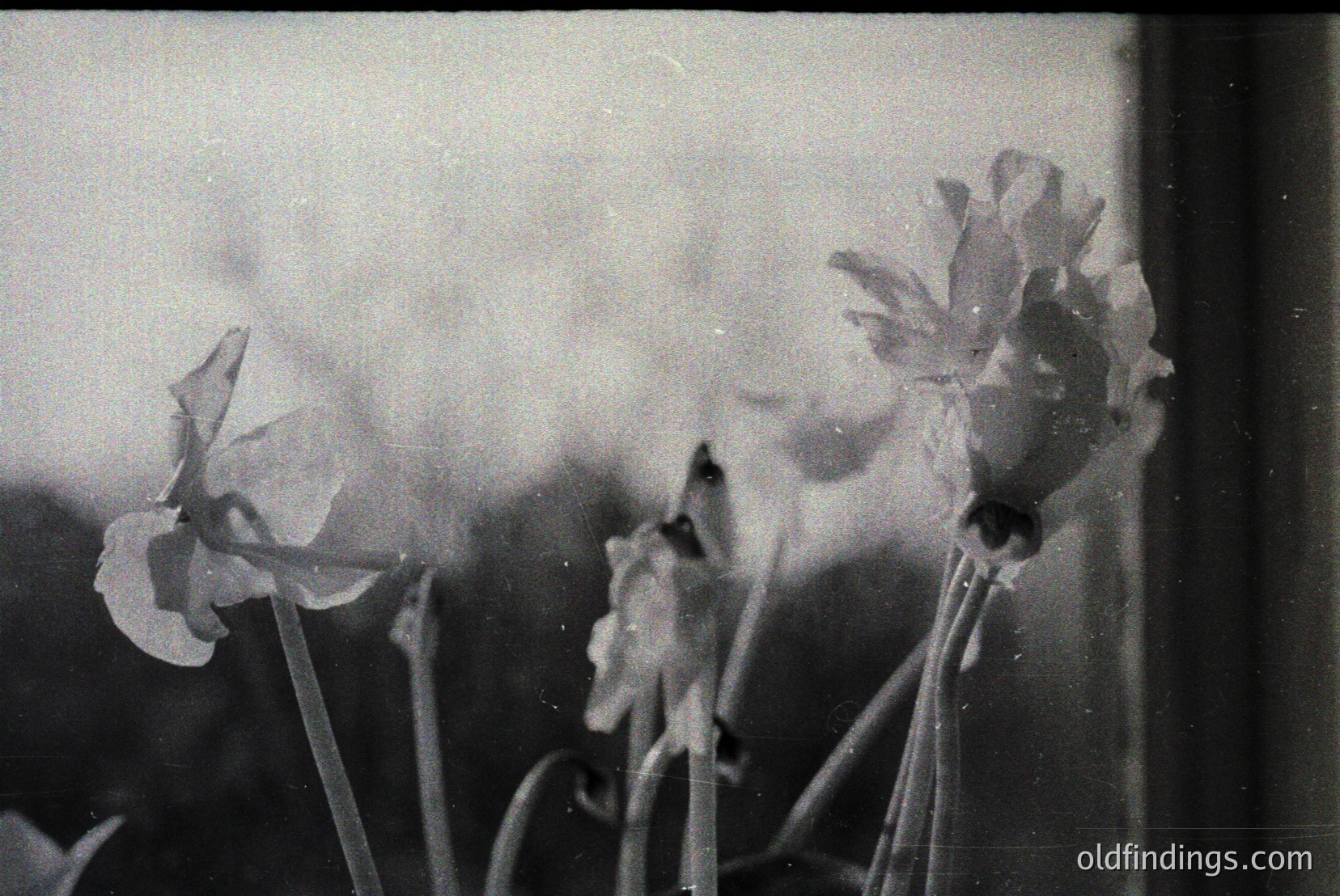 Vintage photograph