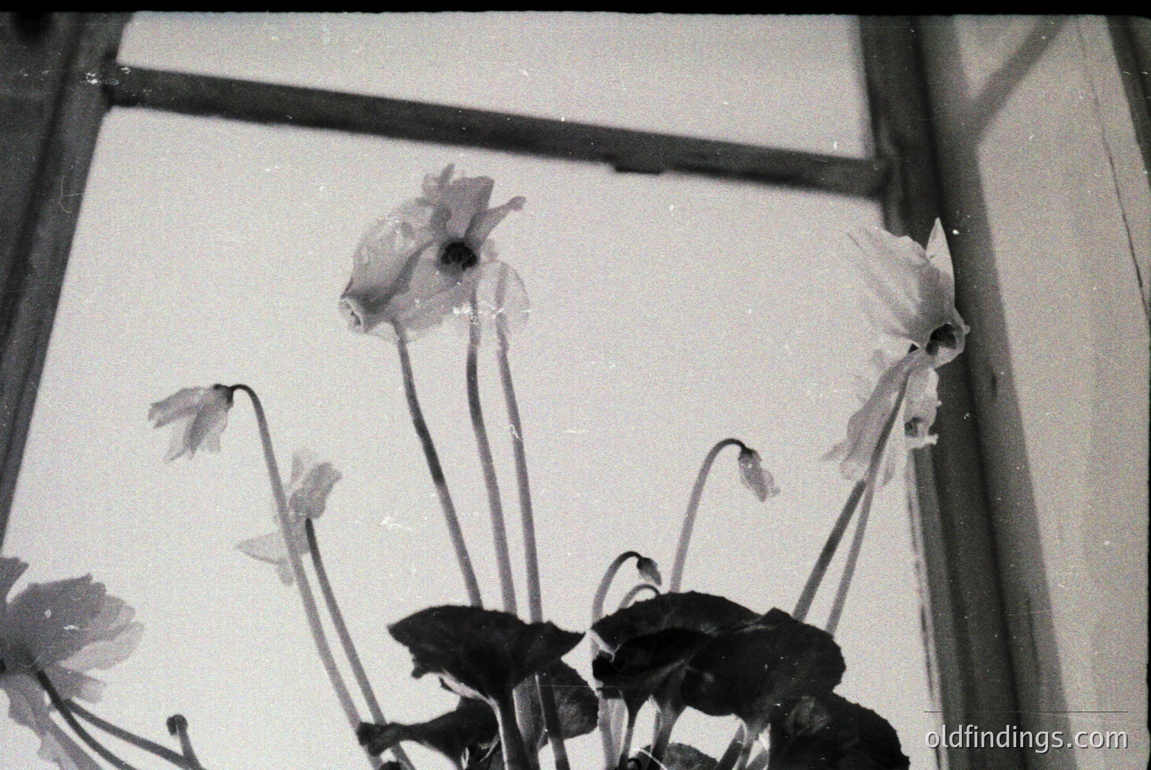 Vintage photograph