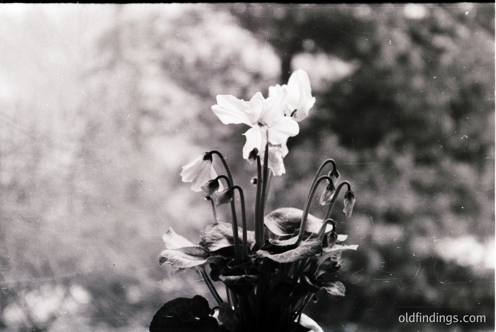 Vintage photograph