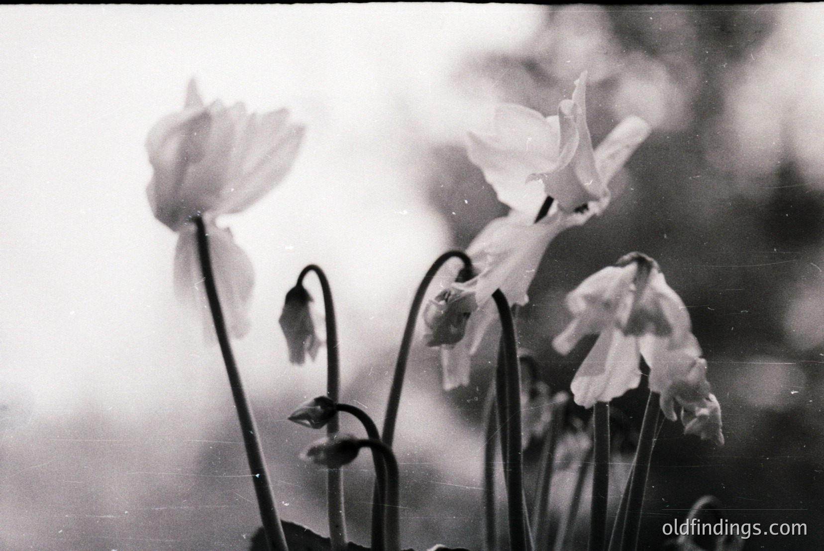 Vintage photograph