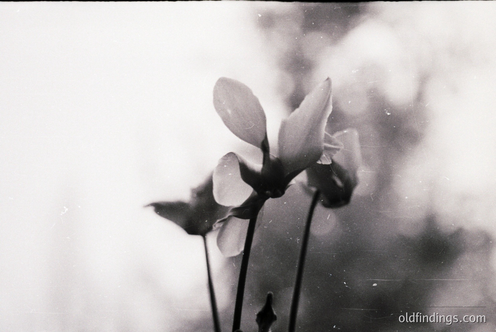 Vintage photograph