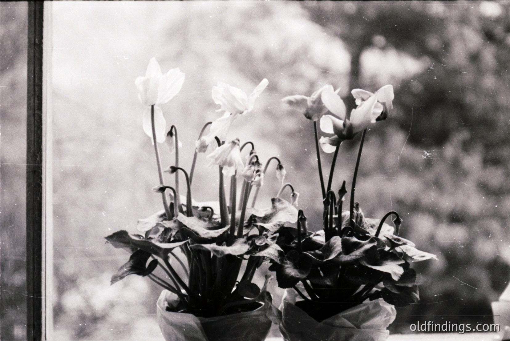 Vintage photograph