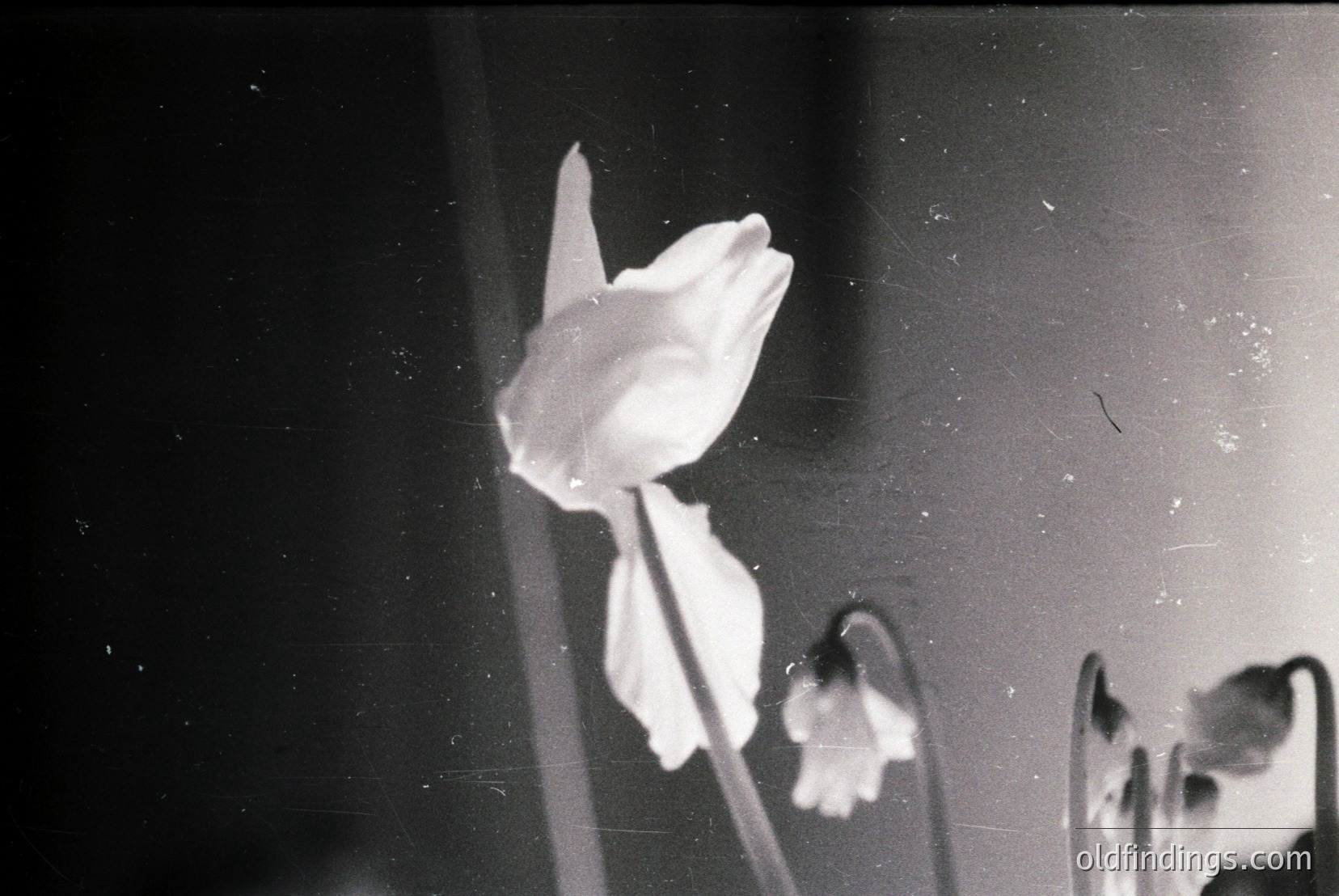 Vintage photograph