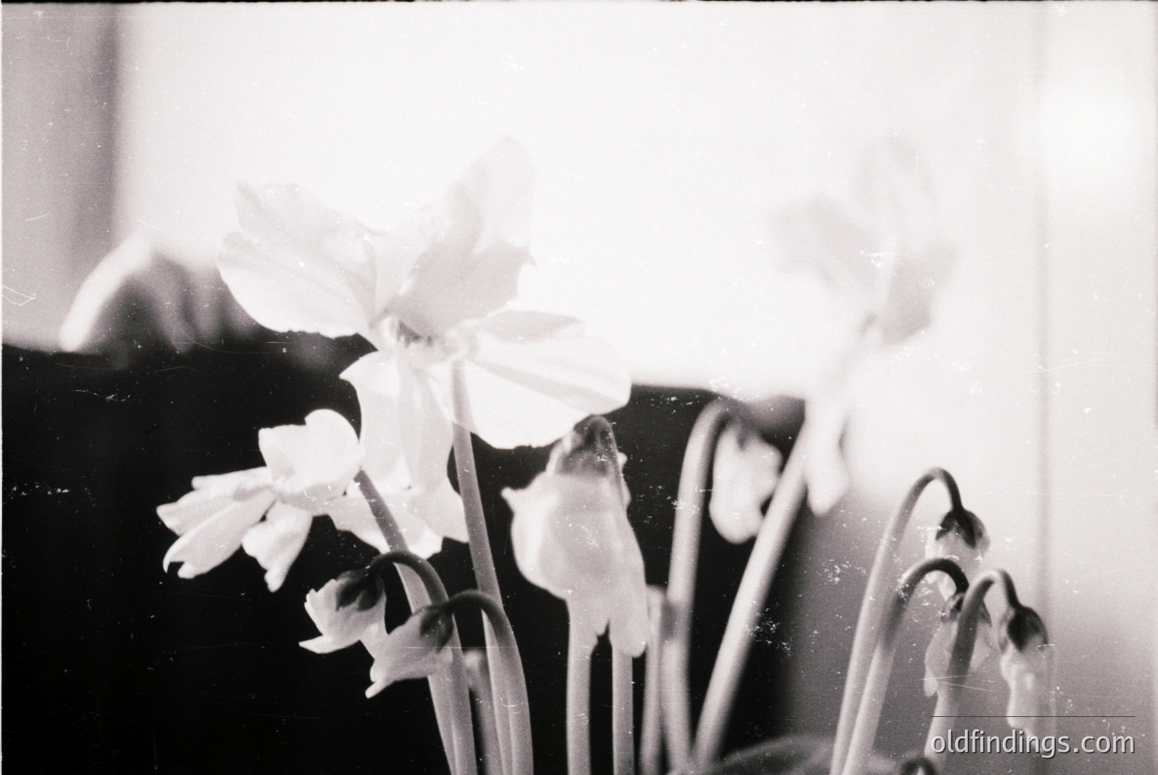 Vintage photograph