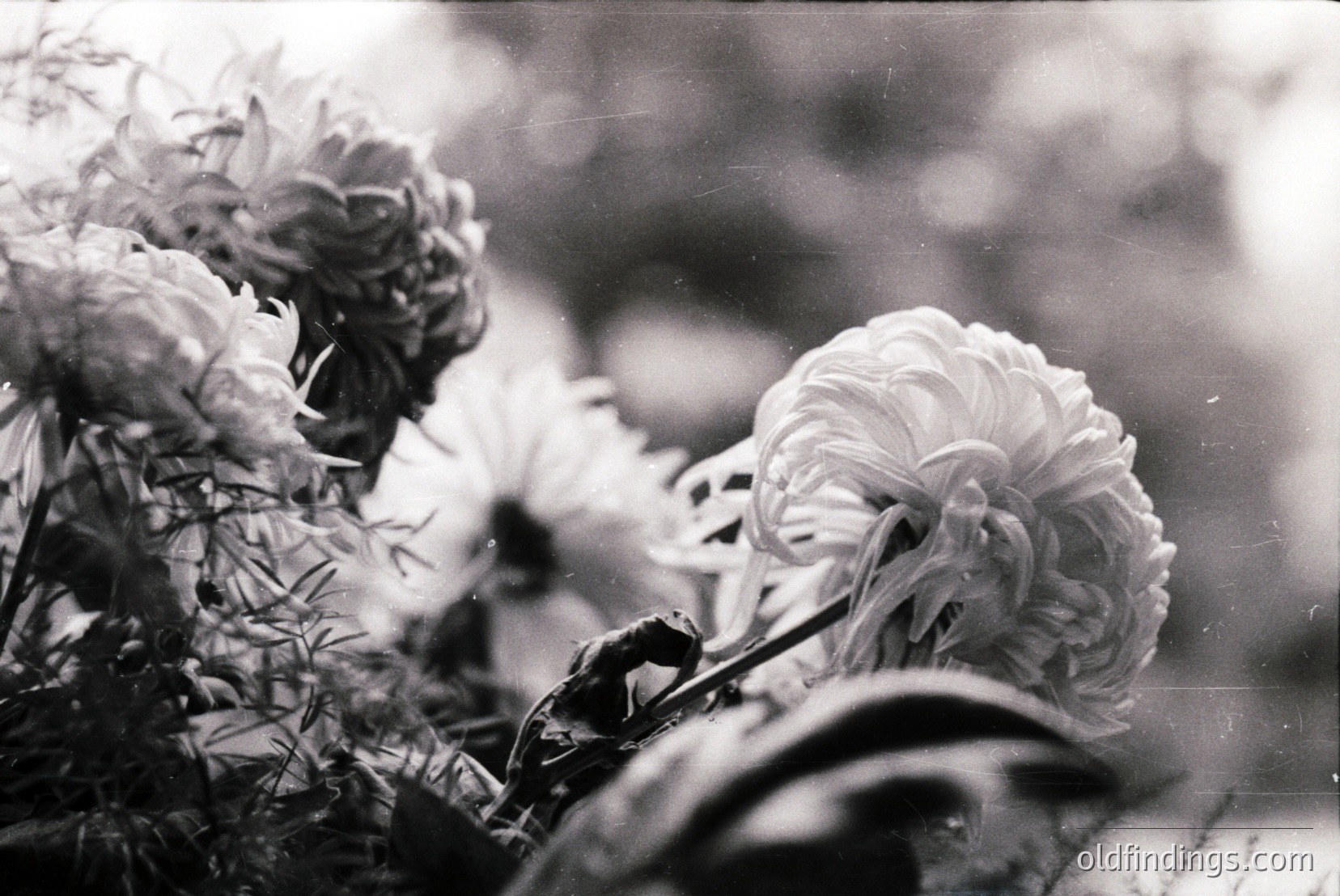 Vintage photograph