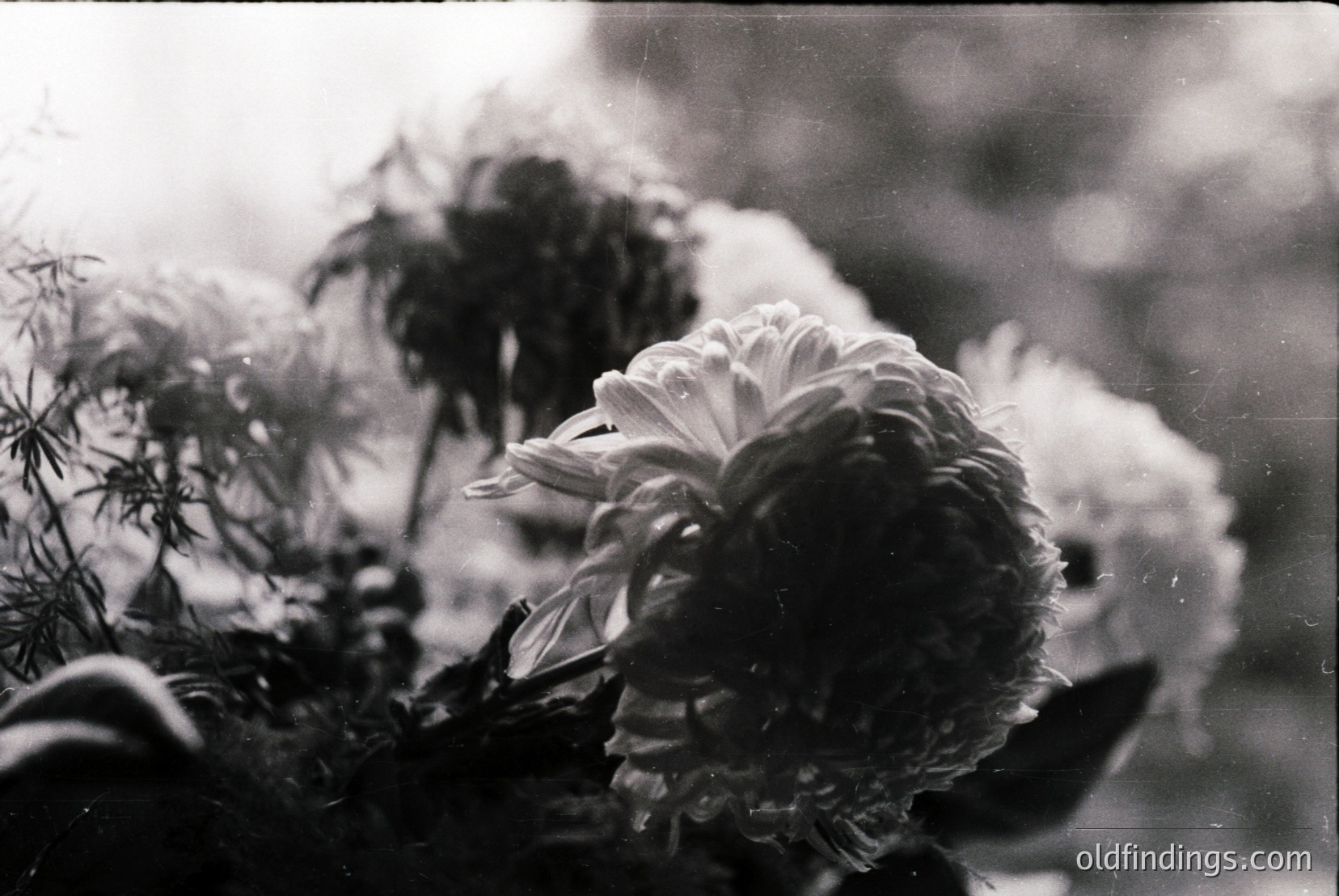 Vintage photograph