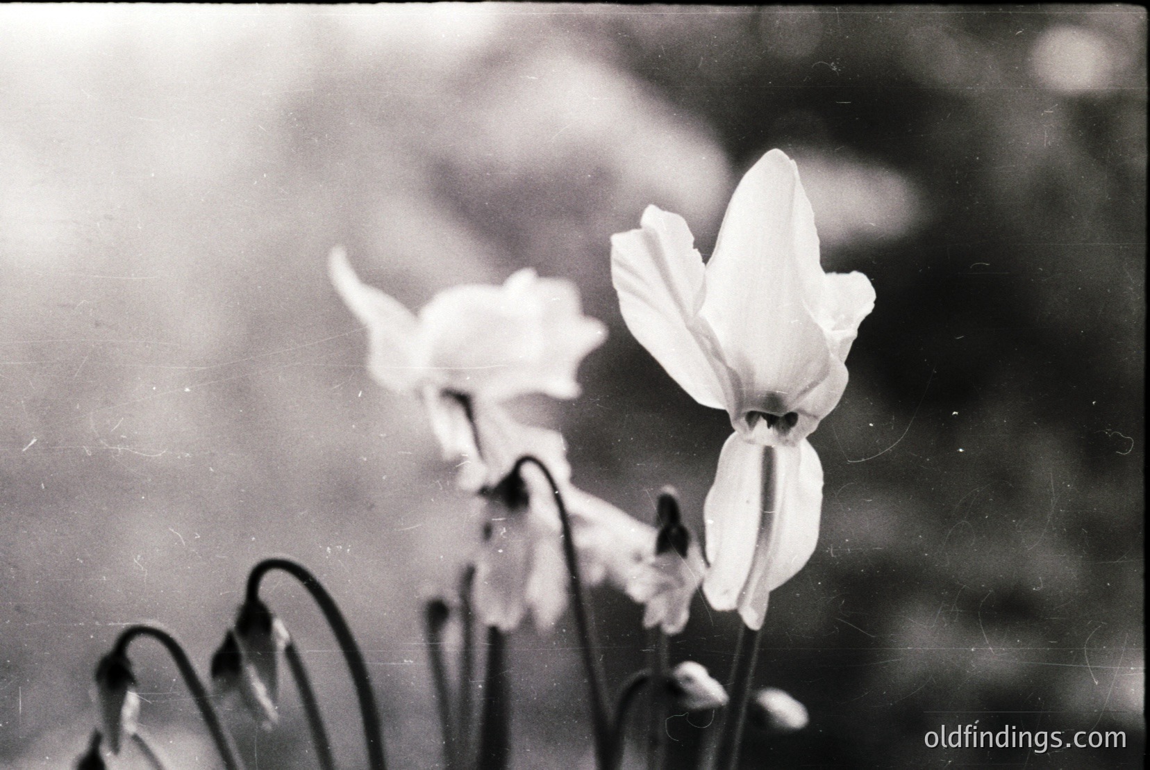 Vintage photograph