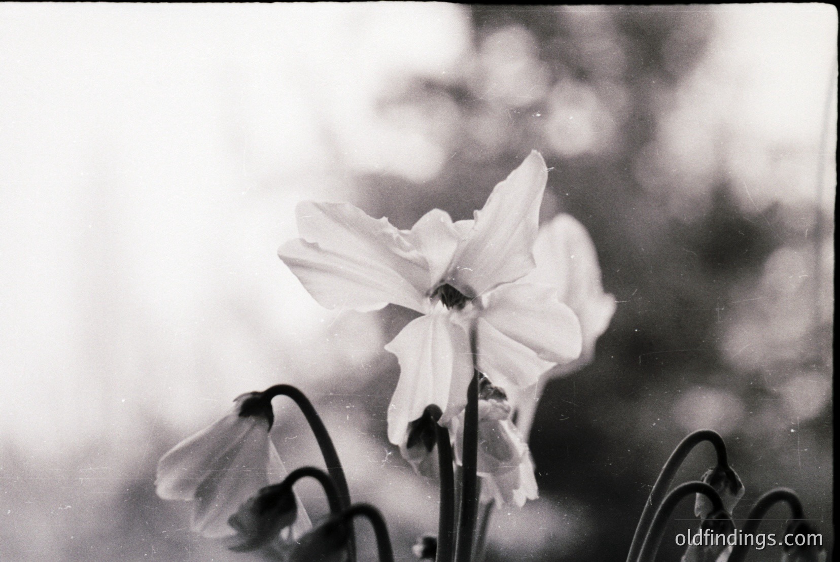 Vintage photograph