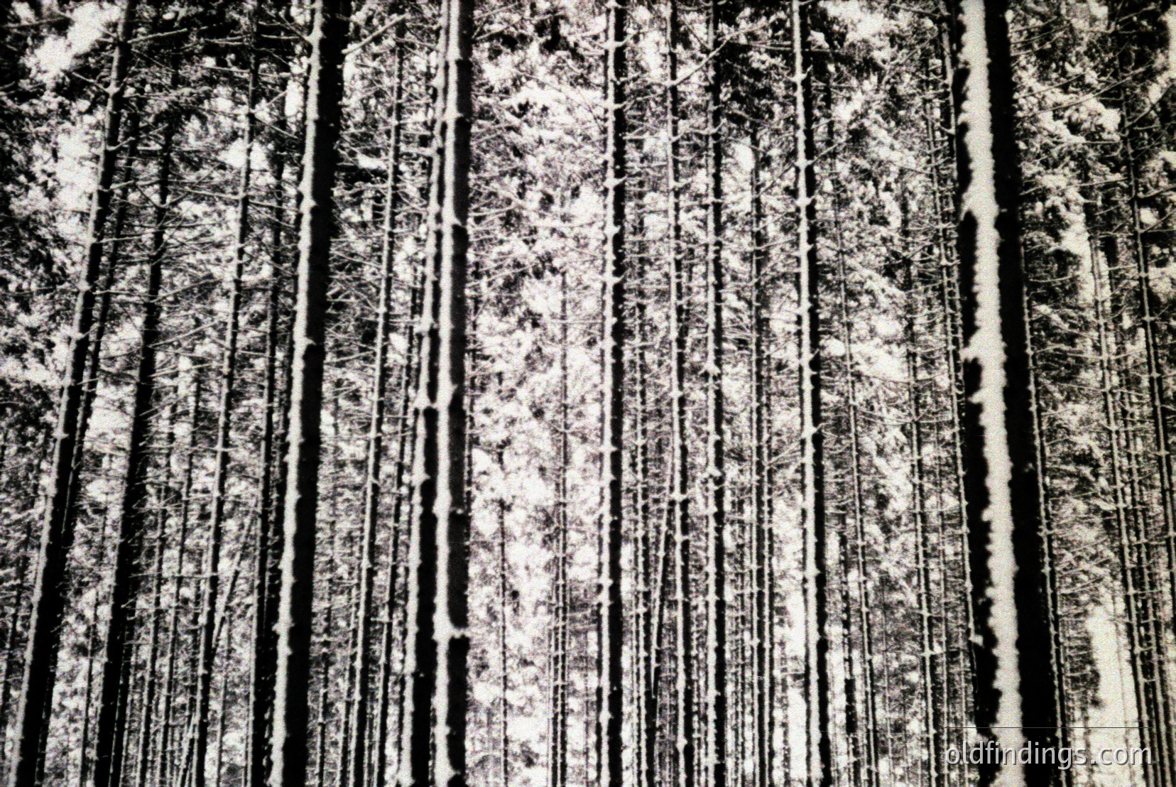 Vintage photograph