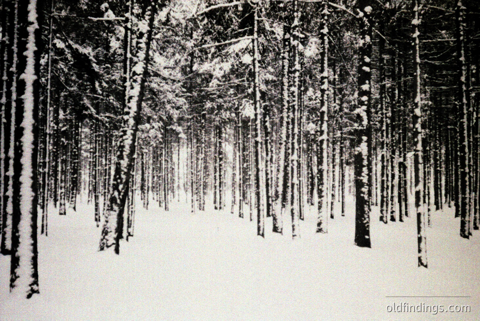 Vintage photograph