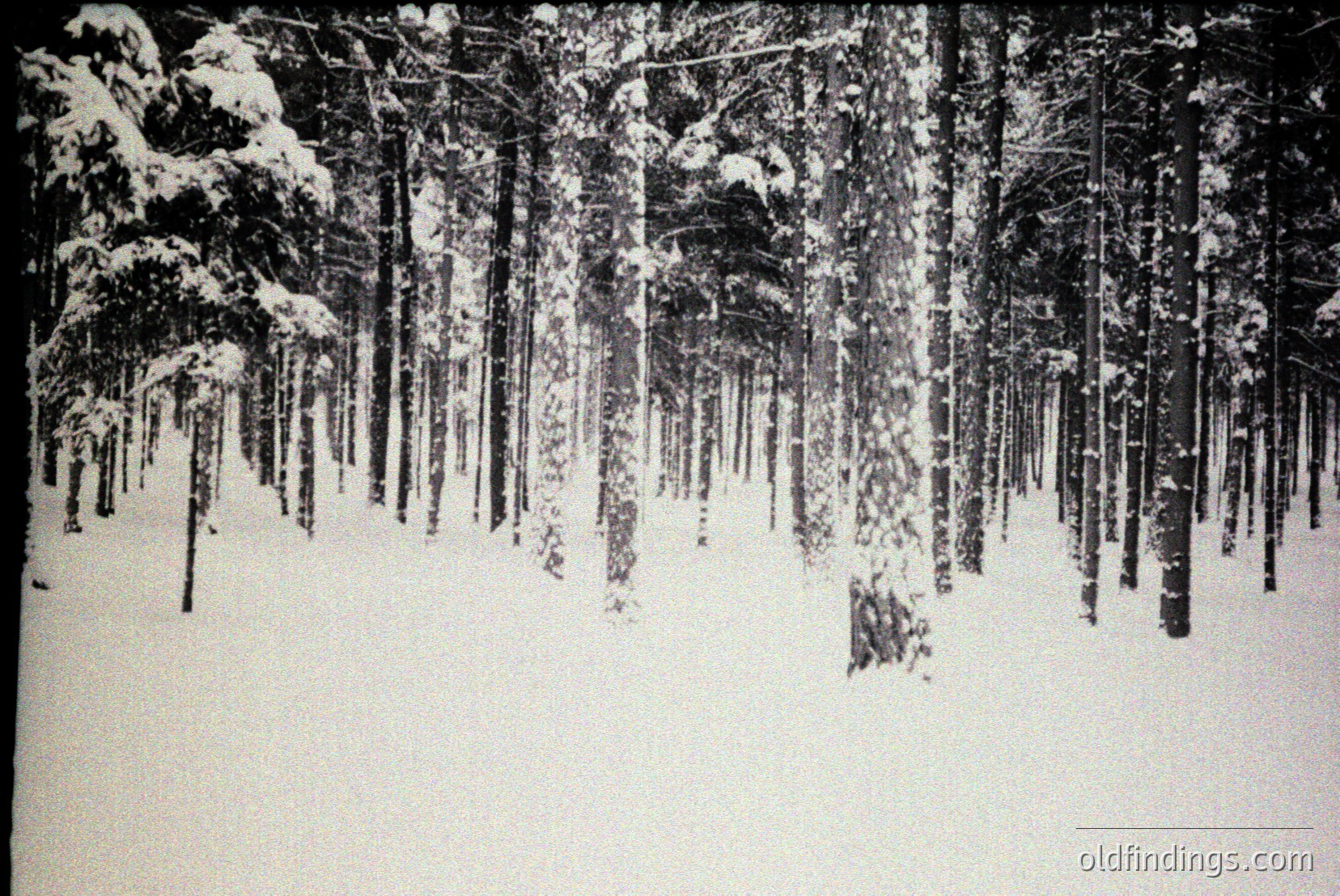 Vintage photograph