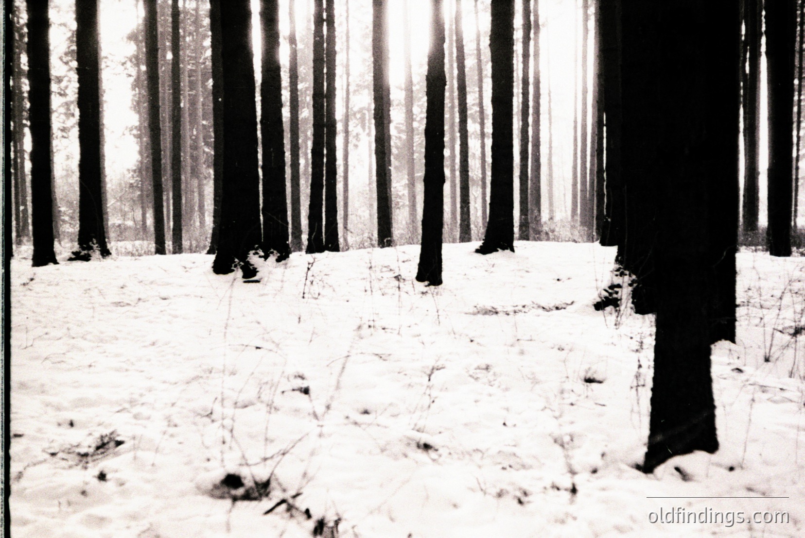 Vintage photograph