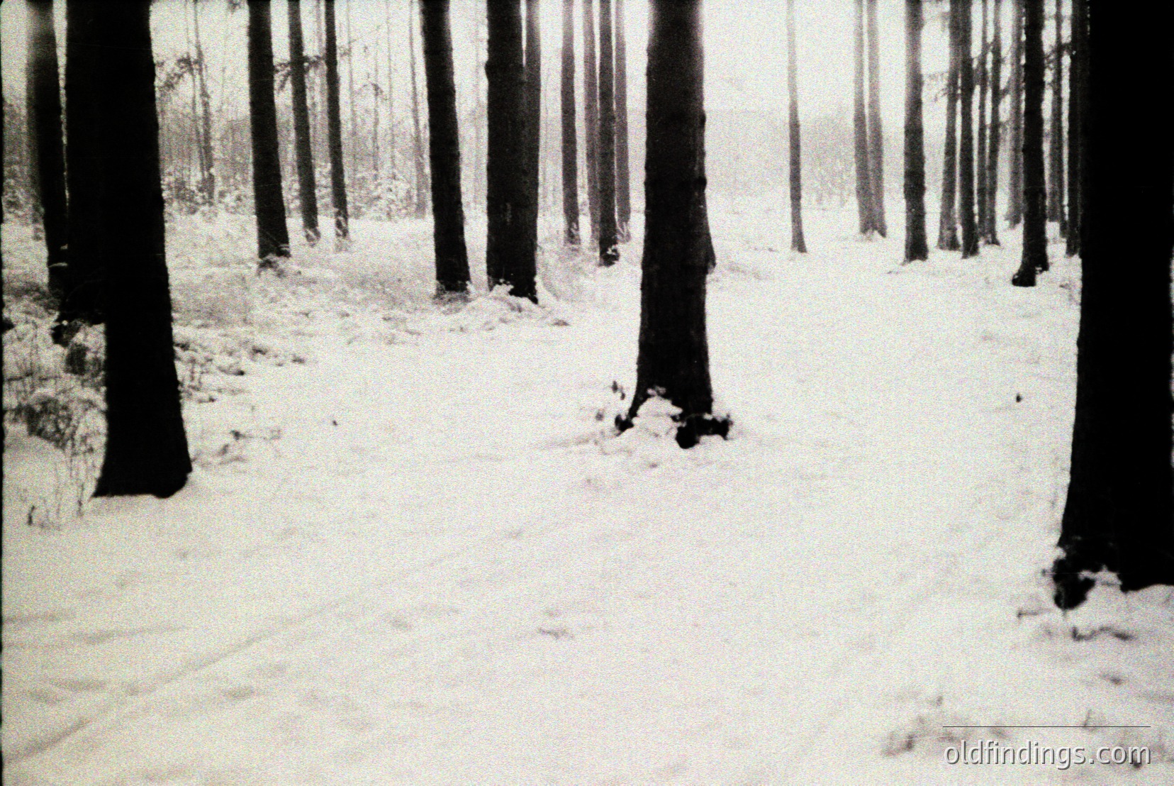 Vintage photograph