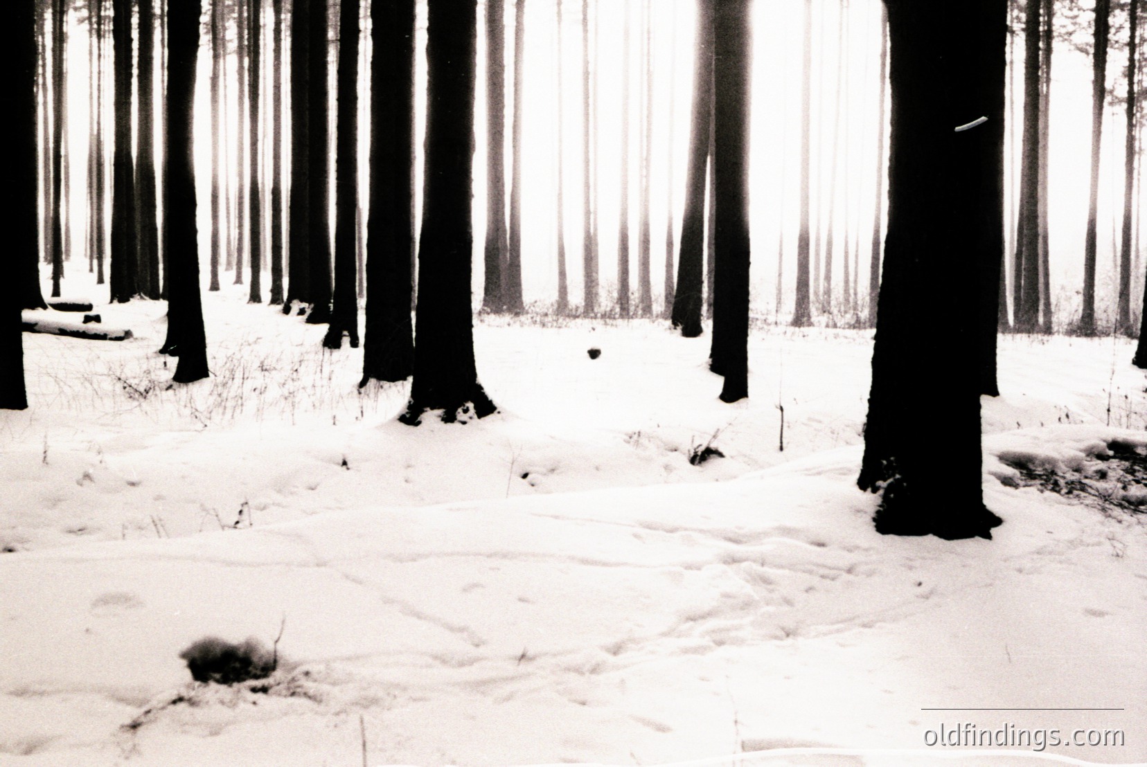 Vintage photograph